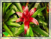 Kwiat, Guzmania