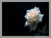 Kwiat, Róża, Kremowa