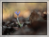 Krokus, Kwiat, Zbliżenie