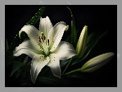 Lilia, Pąki, Biały, Kwiat