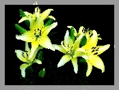 Kwiat, Zielone Pączki, Lilia, Żółta