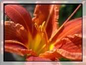 Liliowiec, Kwiat, Pomarańczowy