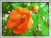 Kwiat mandarynkowy