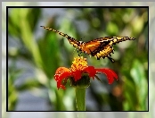 Kwiat, Motyl