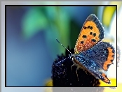 Kwiat, Motyl