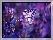 Motyl, Kwiat, Fiolet