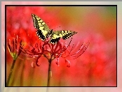 Motyl, Kwiat, Makro