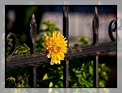 Żółty, Ogrodzenie, Kwiat, Metalowe