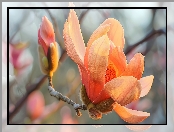 Pąk, Gałązka, Magnolia, Kwiat