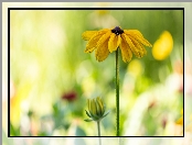 Kwiat, Rudbekia, Pąk