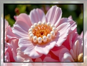 Perły, Zbliżenie, Różowy, Kwiat