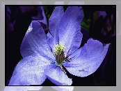 Przyroda, Kwiat, Clematis