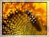 Pszczoła, Kwiat, Nektar