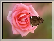 Kwiat, Motyl Euploea core, Róża, Różowa