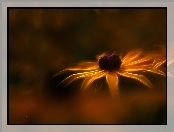 Rudbekia, Kwiat, Fractalius
