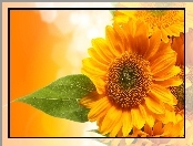Kwiat słonecznik