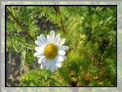 Słoneczny, Kwiat, Rumianku