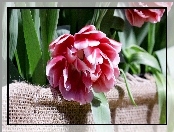Kwiat, Tulipan