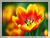 Kwiat, Tulipan