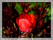 Kwiat, Czerwony, Wiosna, Tulipan
