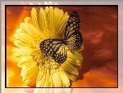 Zółty, Kwiat, Motyl