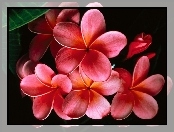 Plumeria