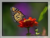 Motyl, Kwiatek, Cynia
