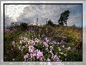 Góra, Kwiatki, Chmury