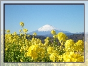 Kwiatki, Japonia, Góra, Fuji