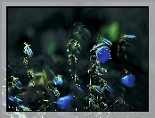 Niebieskie, Kwiatki, Fractalius