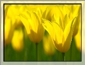 Żółte, Kwiatki, Łąka