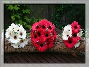 Bukiety, Kwiatów, Gerbera