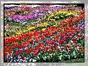 Pole, Kwiatowe, Tulipany