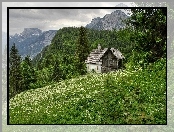 Kwiaty, Góry, Lasy, Łąka, Domek