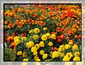 Kwiaty, Aksamitki