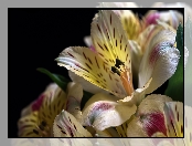 Alstroemeria, Czarne tło, Kwiaty