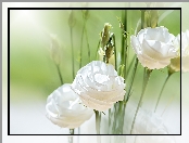 Białe, Kwiaty, Eustoma