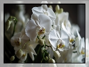 Kwiaty, Storczyk, Białe