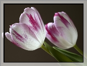 Kwiaty, Tulipany, Dwa, Biało-fioletowe