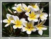 Kwiaty, Plumeria, Biało, Żółta