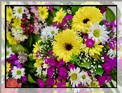 Bukiet, Gerbery, Kolorowe, Kwiaty