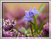 Kwiaty, Wrzosiec, Cebulice