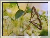 Rośliny, Kwiaty, Ćma bukszpanowa, Motyl