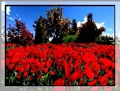 Kwiaty, Łąka, Czerwone, Tulipany