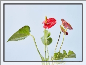 Kwiaty, Anturium, Czerwone