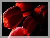 Kwiaty, Krople, Czerwone, Tulipany