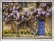 Dom, Kwiaty, Wisteria