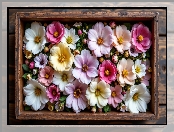 Drewniana, Skrzynka, Kolorowe, Kwiaty