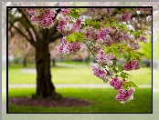 Drzewo, Kwiaty, Wiosna