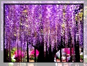 Drzewo, Kwiaty, Wisteria